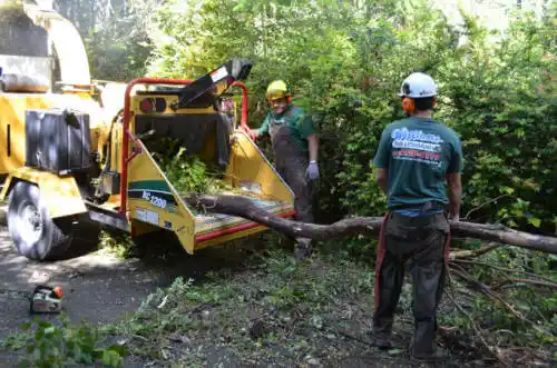 tree services Rossmoor